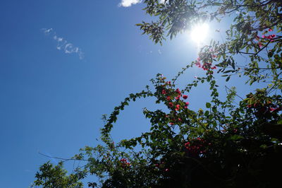 Low angle view of flower tree against blue sky