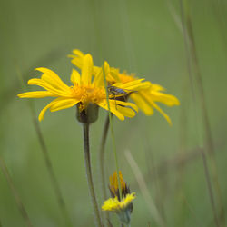 Close-up of insect on yellow flower
