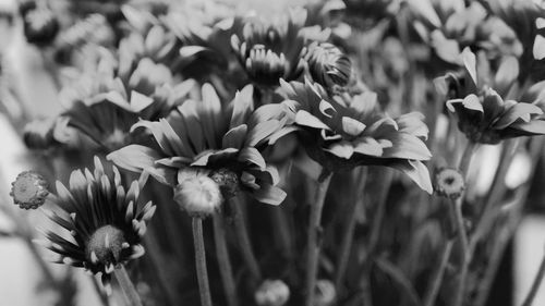 Close-up of flowers blooming outdoors
