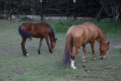 horse
