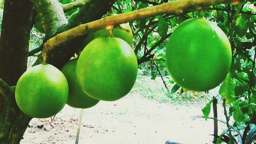 Apples on tree