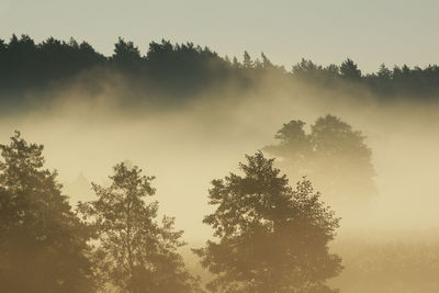 Silhouette trees in forest against sky