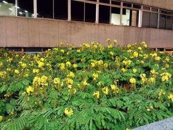 Flowers growing on plant