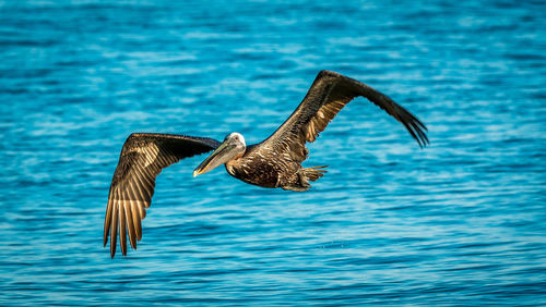 Bird flying over sea