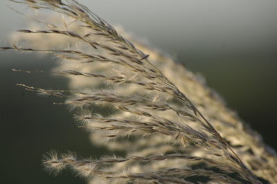 Close-up of wheat plant against sky