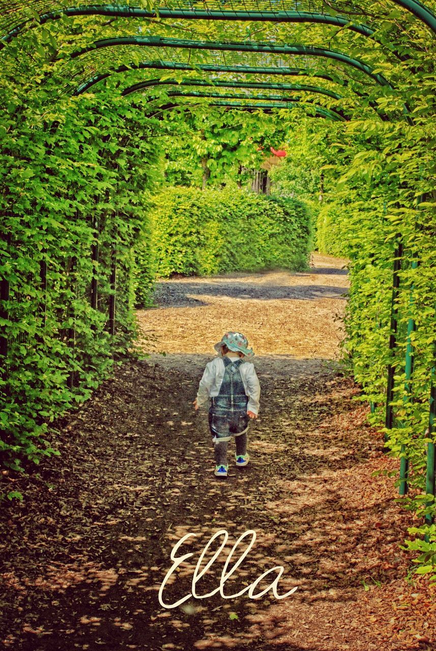 full length, lifestyles, rear view, tree, casual clothing, leisure activity, the way forward, growth, men, walking, plant, childhood, green color, boys, day, nature, dirt road, outdoors