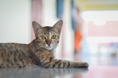 Portrait of tabby cat on floor