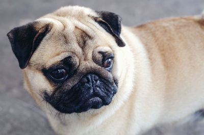 Close-up portrait of a dog