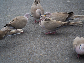 Close-up of pigeons