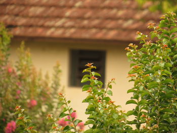 Close-up of plant against house