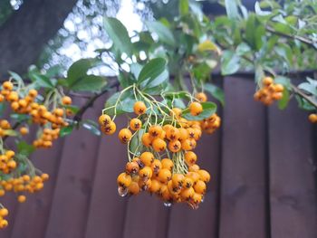 Close-up of fruit growing on tree