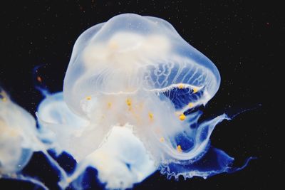 Close-up of jellyfish swimming in sea