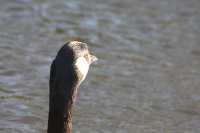 Close-up of bird in lake