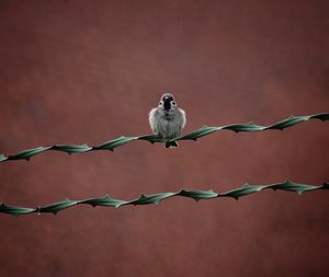 Low angle view of bird perching on leaf