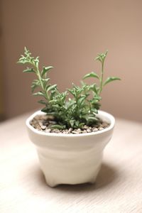 Close-up of potted plant on table