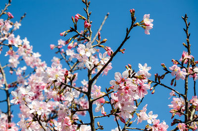 Low angle view of cherry blossoms against sky