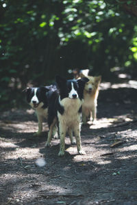 Dogs standing on a field