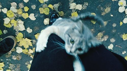 High angle view of cat standing by water