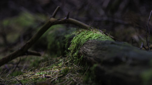 Close-up of lizard on moss