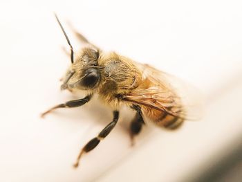 Close-up of bee