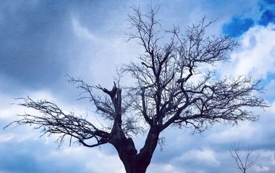 Low angle view of bare tree against sky