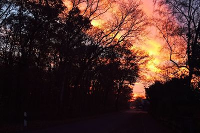 Trees against sky during sunset