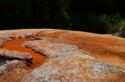 Scenic view of rocks in forest