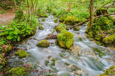 Stream flowing in forest