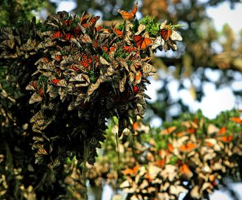 Low angle view of butterflies on tree