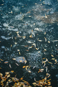 High angle view of fishes swimming in sea