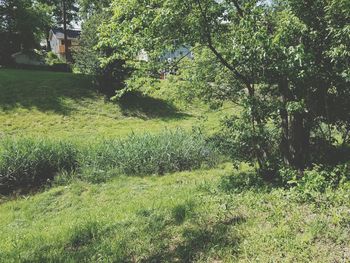 Trees on grassy field