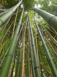 Low angle view of bamboo trees in forest