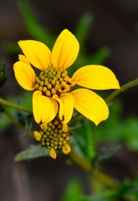 Close-up of yellow flower