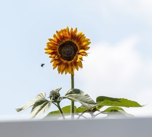 Close-up of sunflower against sky