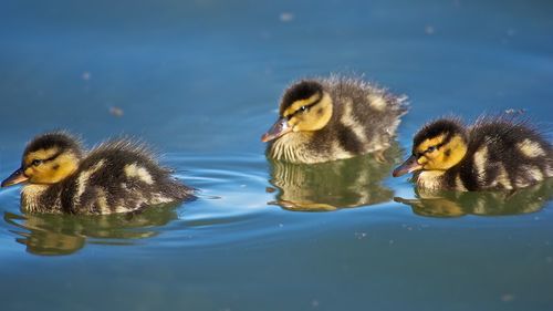Duck swimming in lake
