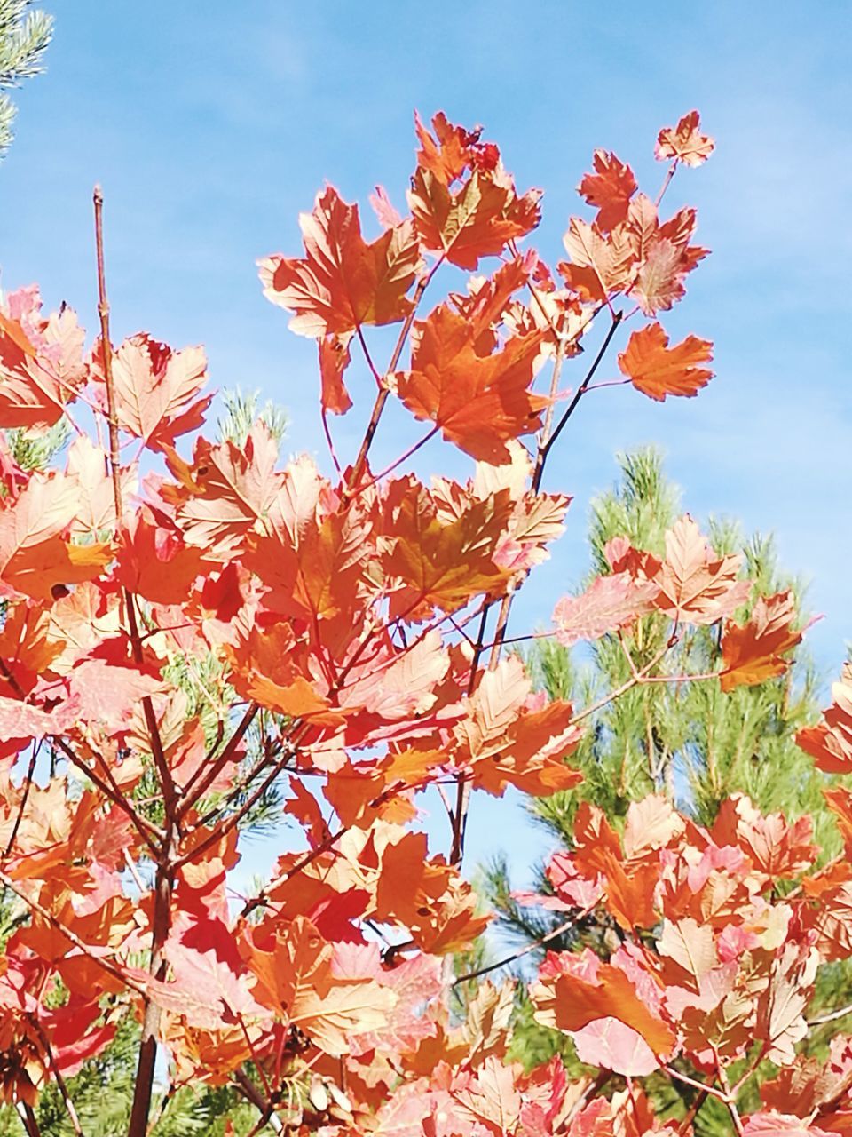 LOW ANGLE VIEW OF RED FLOWERS GROWING ON PLANT AGAINST SKY