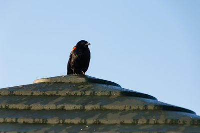 Low angle view of bird perching on roof against clear sky