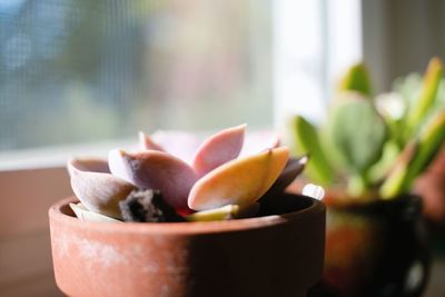 Close-up of succulent plant on table