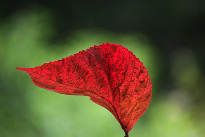 Close-up of red flower against blurred background