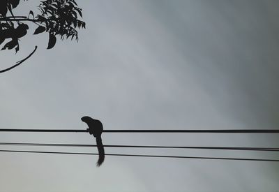 Low angle view of bird perching on cable against sky