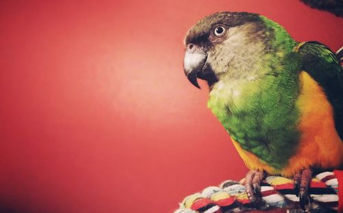 Close-up of parrot perching on red wall