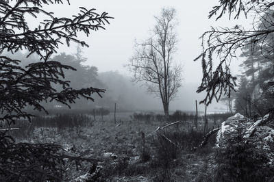  a solitary tree in a frozen foggy marsh.