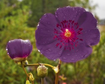 Close-up of purple flower