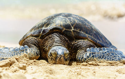 Close-up of animal shell on beach