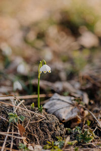 Close-up of mushroom growing on field