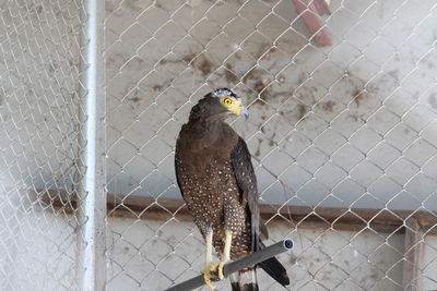 Bird perching on chainlink fence