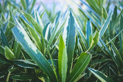 Close-up of fresh green plant