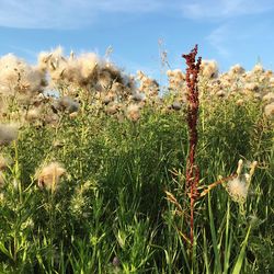 Close-up of flowering plants on field against sky