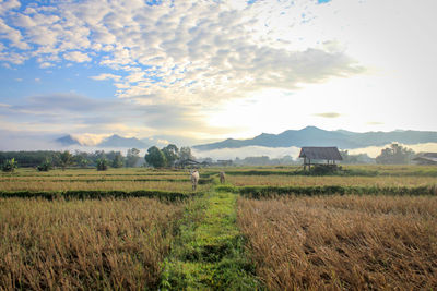 Scenic view of agricultural field against sky