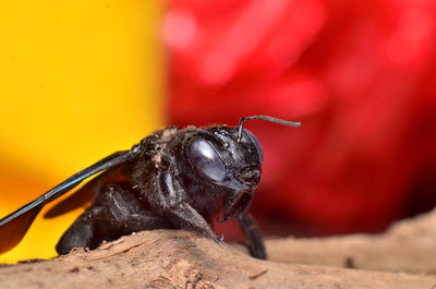 Close-up of insect